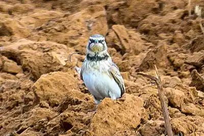 Horned Lark