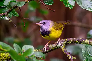 Mourning Warbler