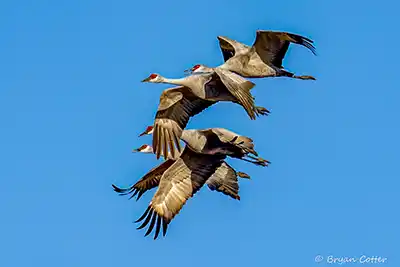 Sandhill Cranes