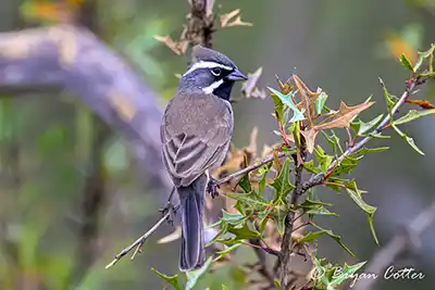 Verdin