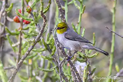 Verdin