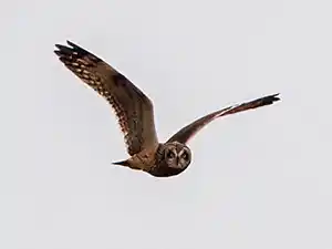 Short-Eared Owl